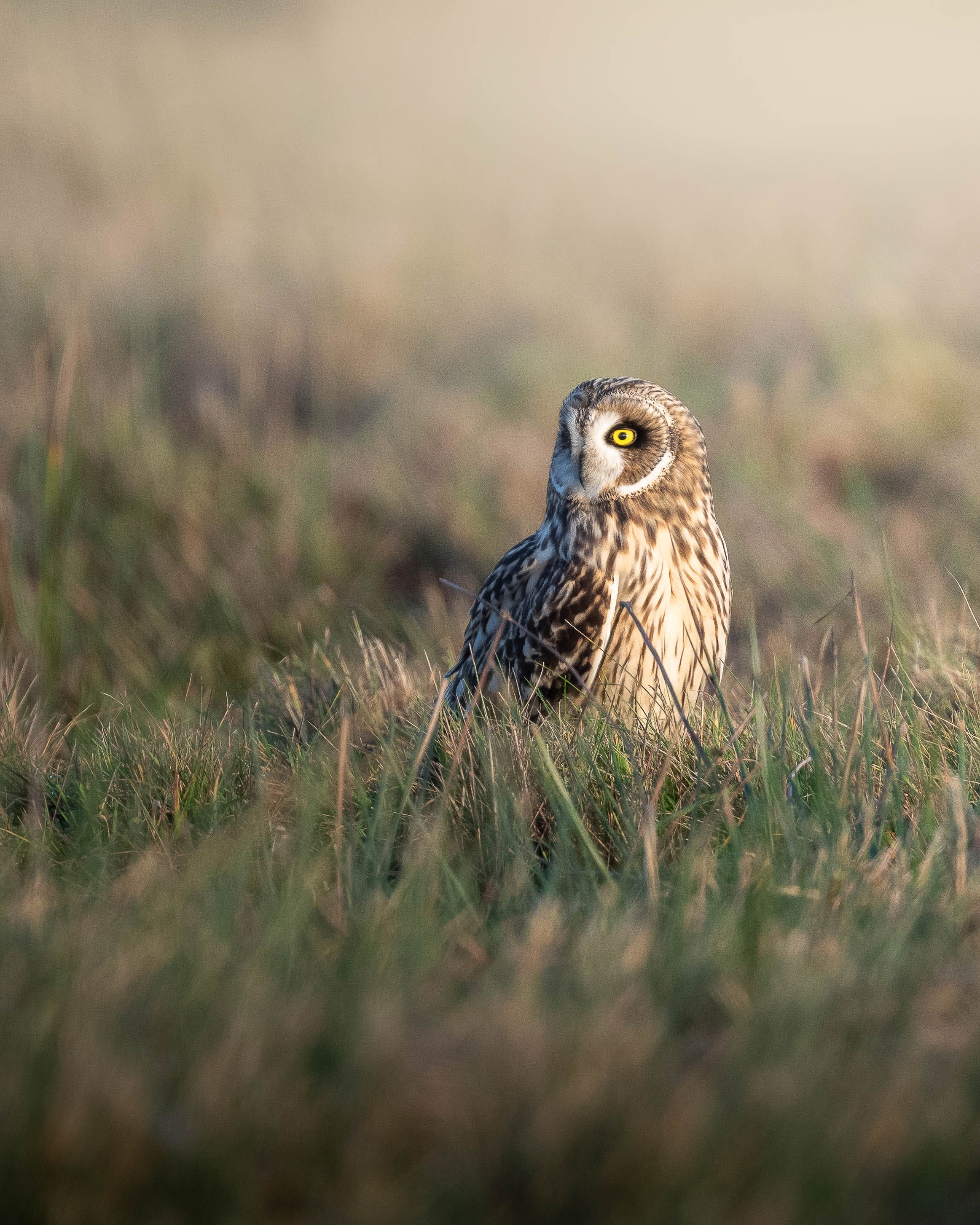 ALEXANDER EGENSE POULSEN